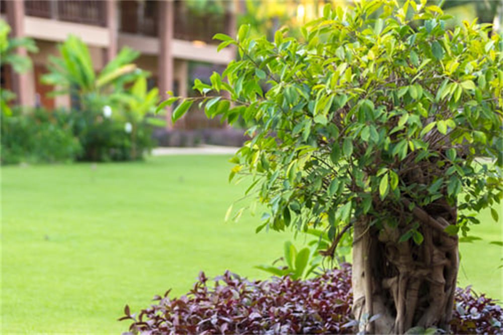 Established landscaped yard with a mature shrub, green lawn and planted border at a Denver-area home