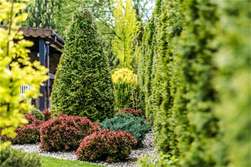 Professionally maintained landscape bed with evergreens, shrubs and decorative rock at a Denver, CO home